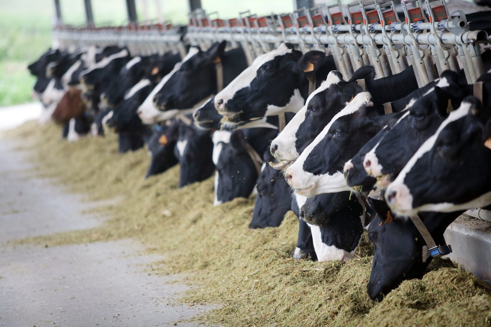 CowCulate technical team at a dairy farm in Pakistan